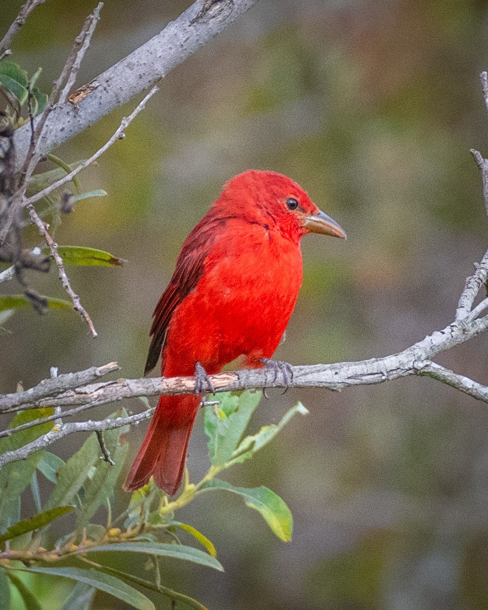 Summer Tanager - James Kendall