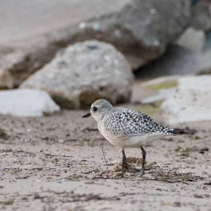 Black-bellied Plover - Leslie Steinberger