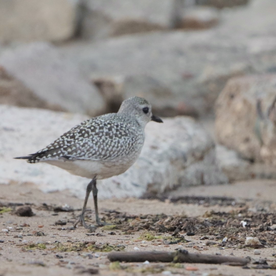 Black-bellied Plover - Leslie Steinberger