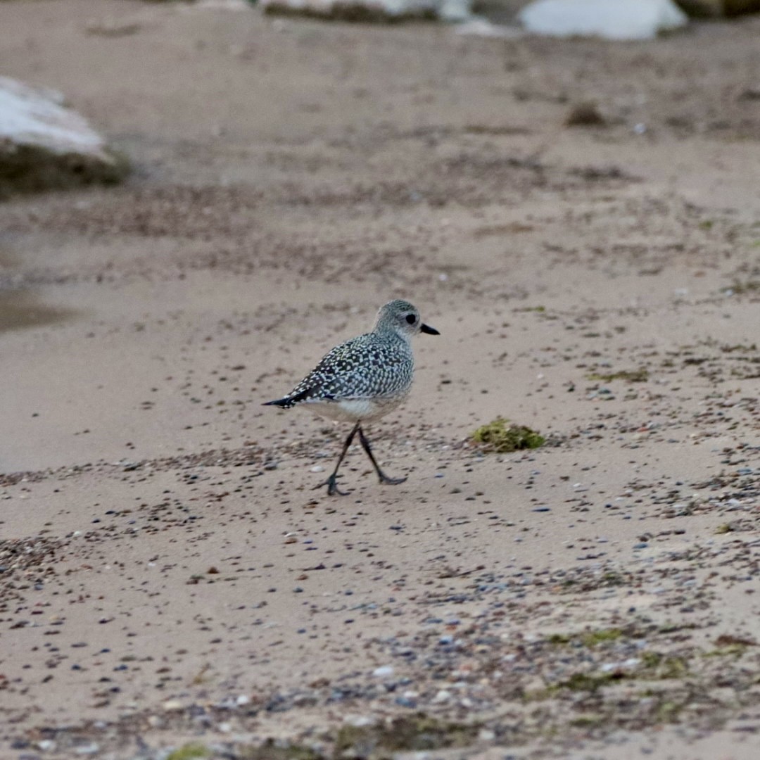 Black-bellied Plover - ML623660758