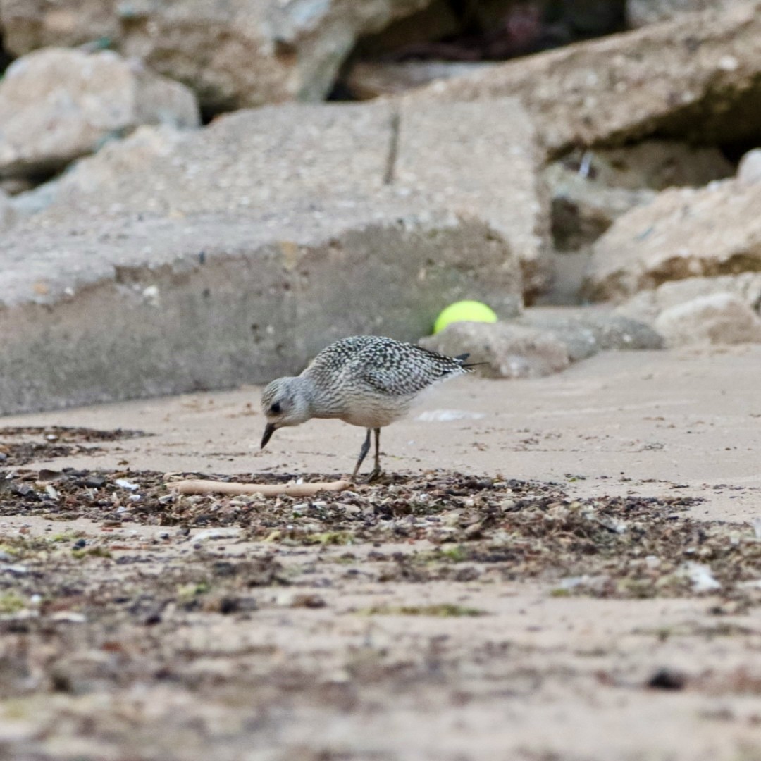 Black-bellied Plover - ML623660759