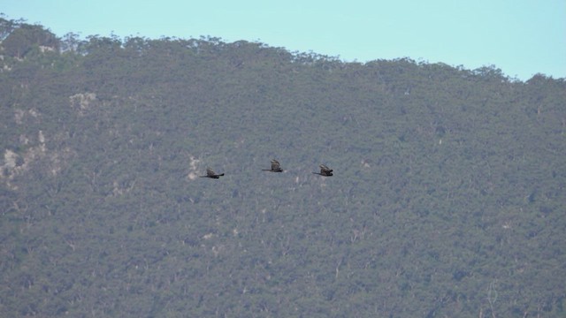 Yellow-tailed Black-Cockatoo - ML623660799