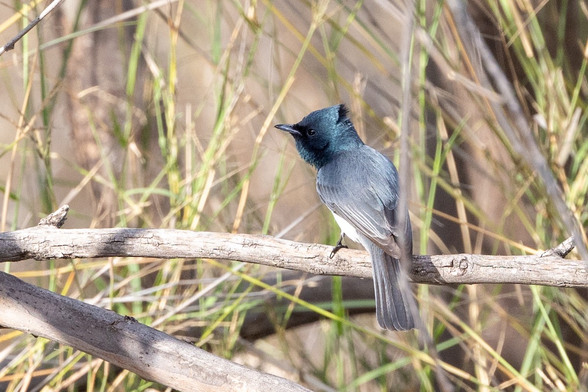 Leaden Flycatcher - ML623660803