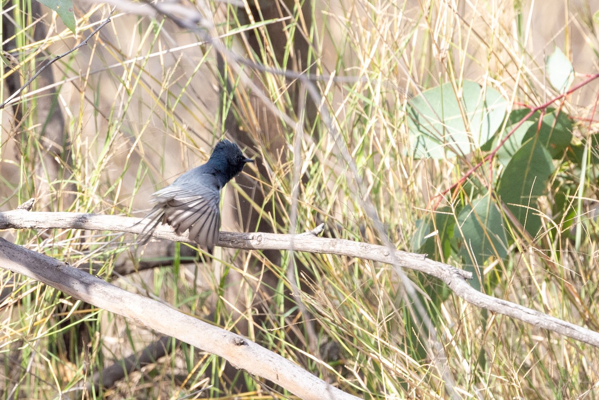 Leaden Flycatcher - ML623660804