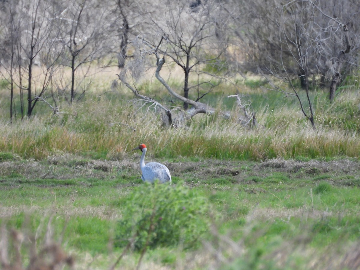 Brolga - ML623660809