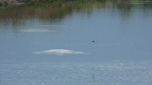 Wire-tailed Swallow - ML623660817