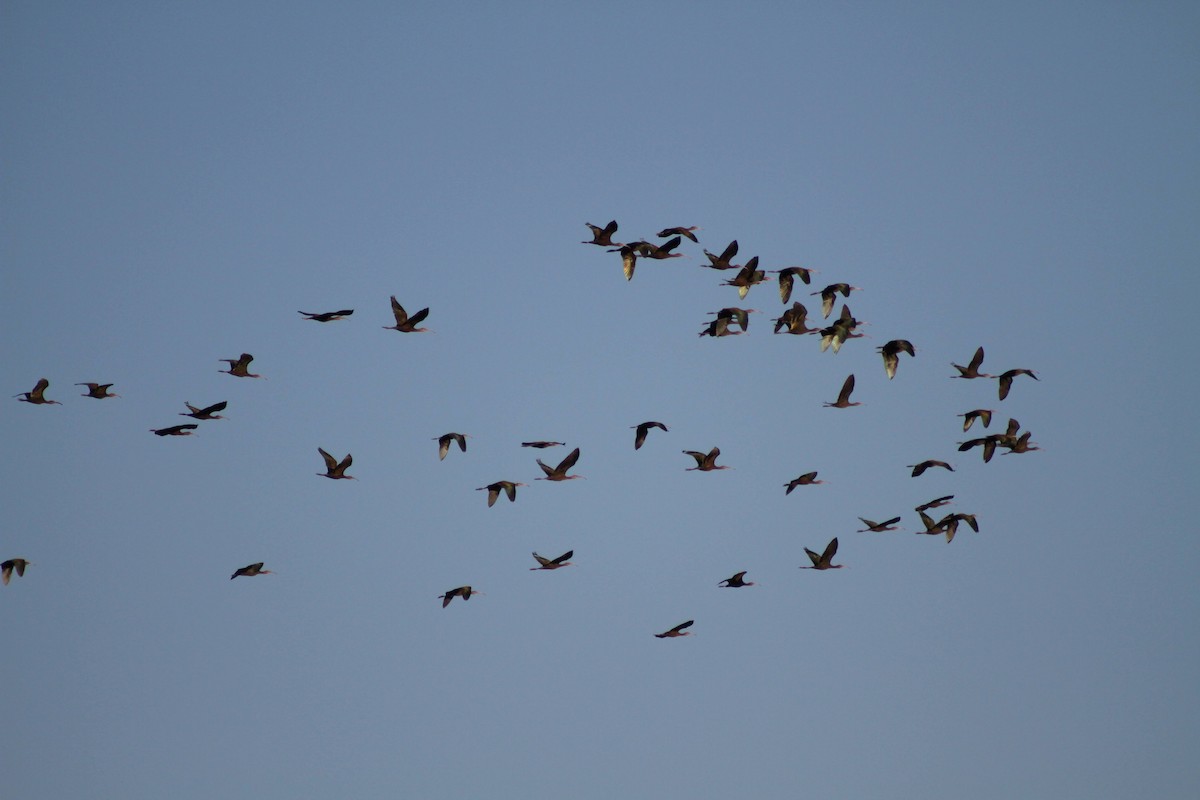 White-faced Ibis - ML623660834