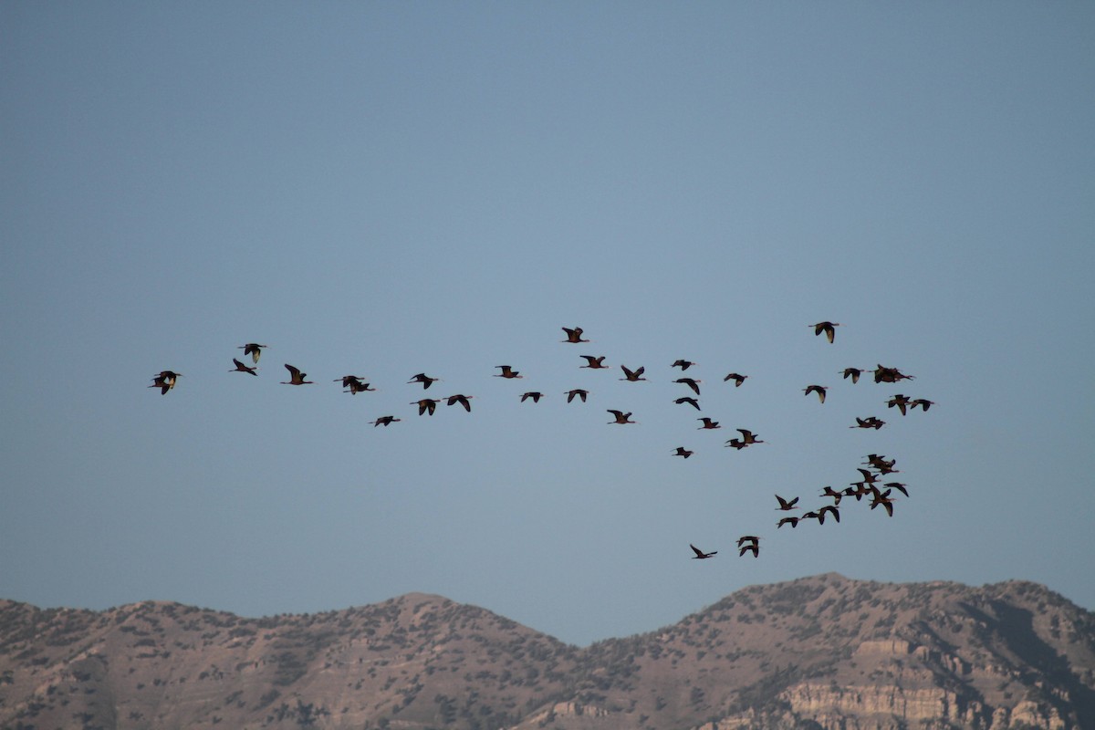 White-faced Ibis - ML623660835