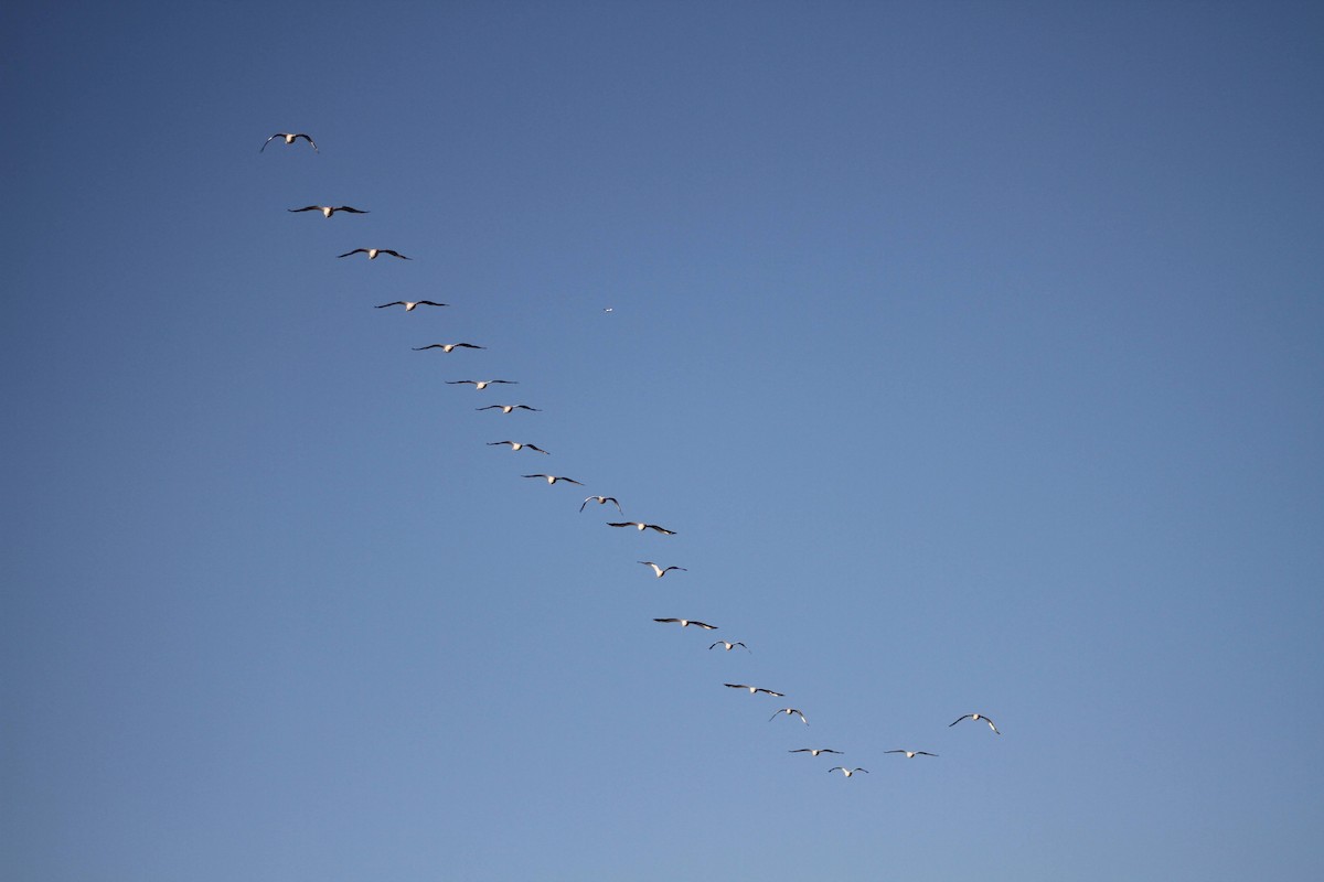 American White Pelican - Andrew Knowles