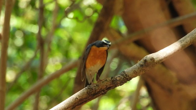 Indian Blue Robin - ML623660848