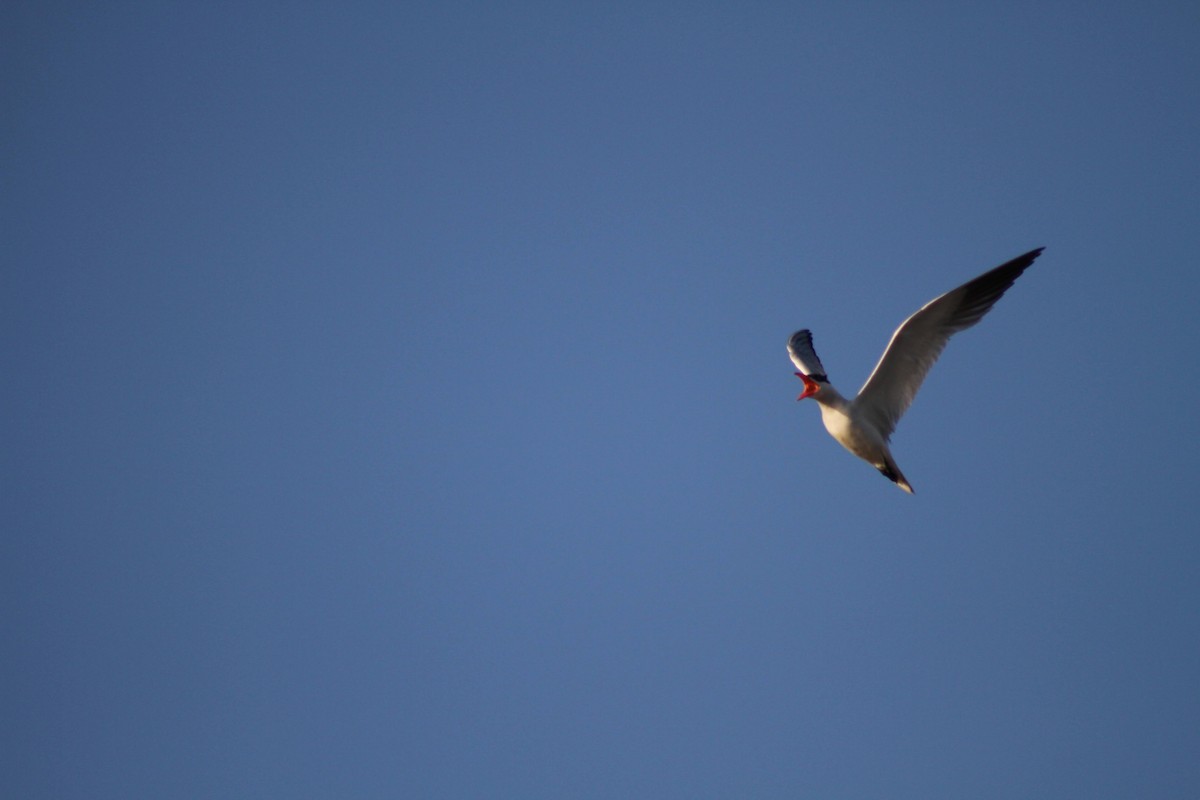 Caspian Tern - ML623660851