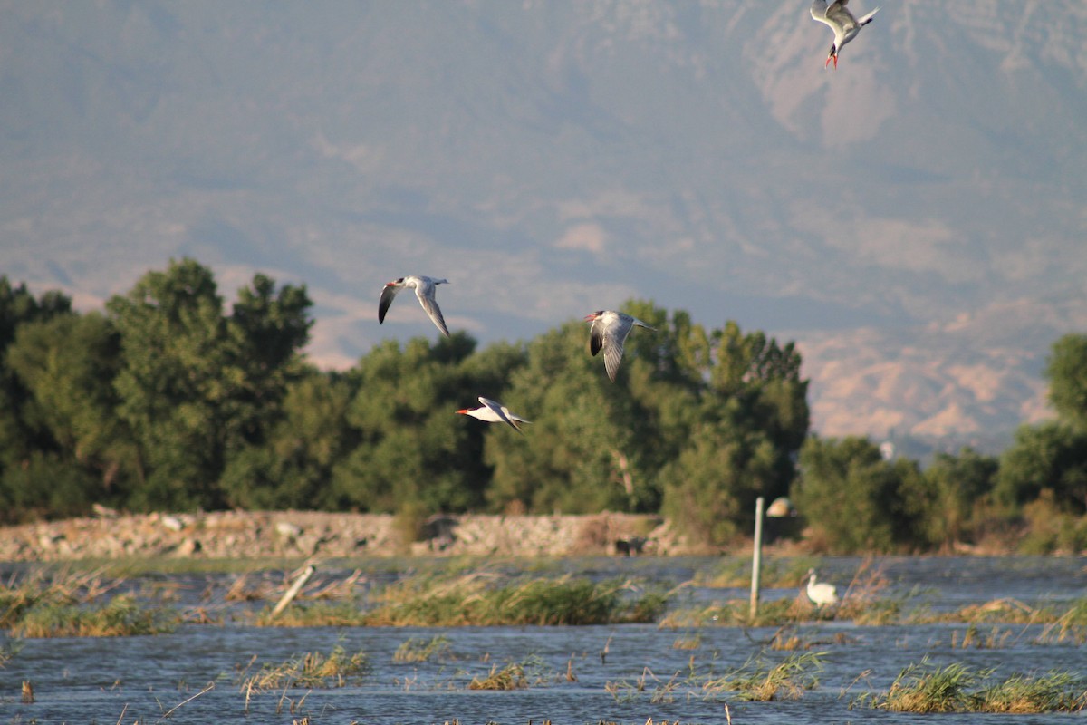 Caspian Tern - Andrew Knowles