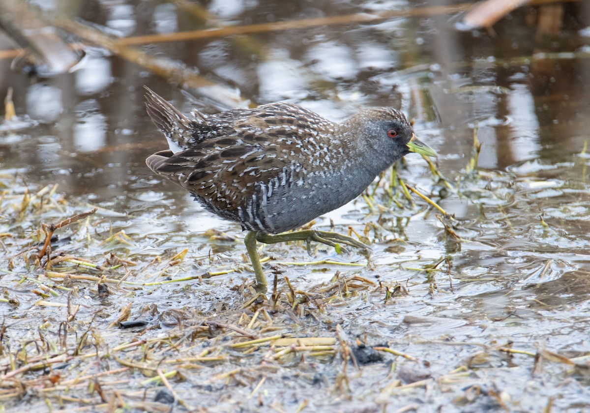 Australian Crake - ML623660868