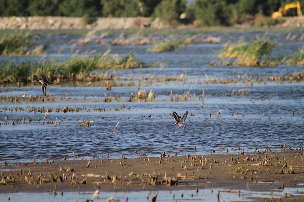 Killdeer - ML623660869