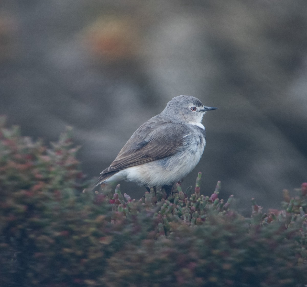 White-fronted Chat - ML623660888