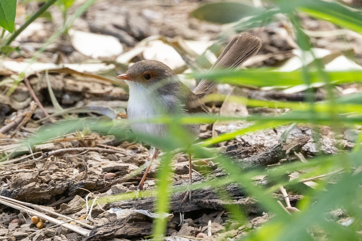 Superb Fairywren - ML623660890