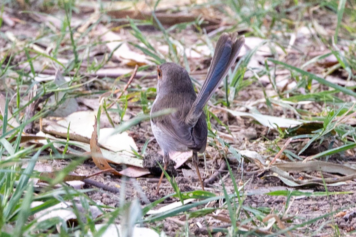 Superb Fairywren - ML623660891