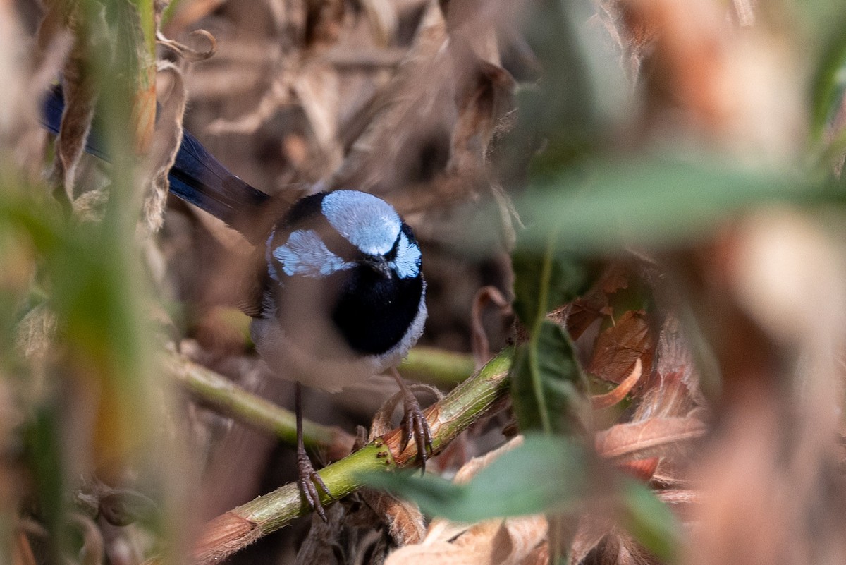 Superb Fairywren - ML623660892