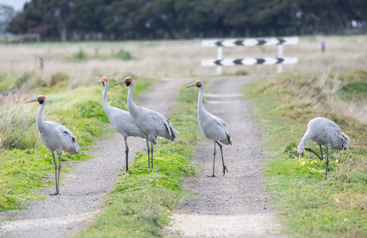 Grue brolga - ML623660904