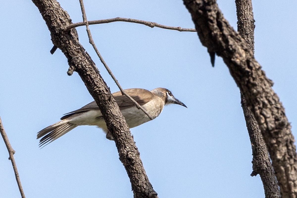 Little Friarbird - ML623660918