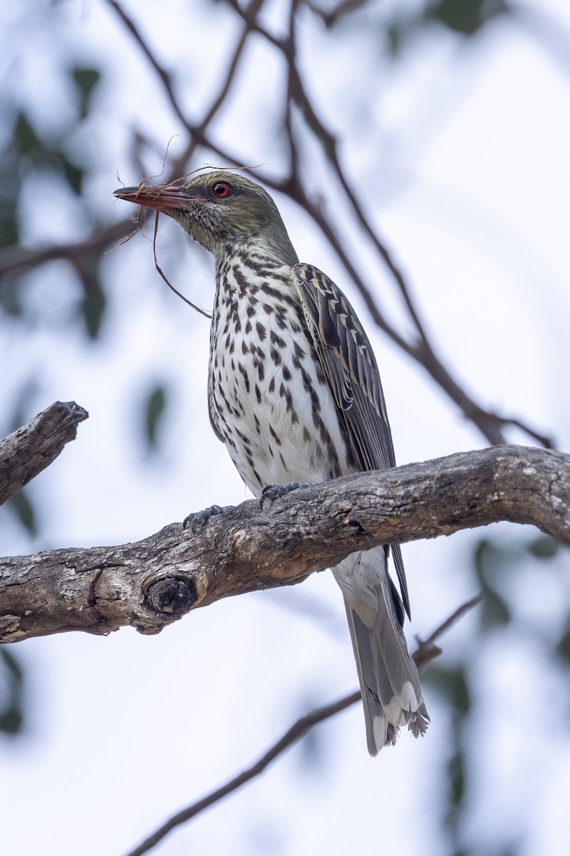 Olive-backed Oriole - ML623660922