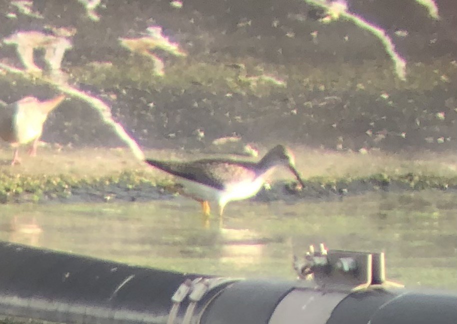 Lesser Yellowlegs - ML623660924