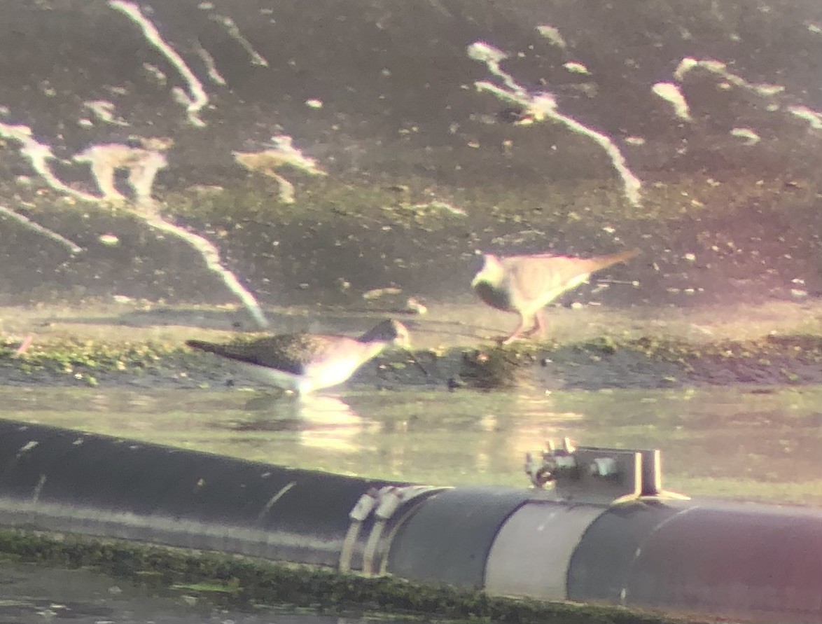 Lesser Yellowlegs - ML623660925