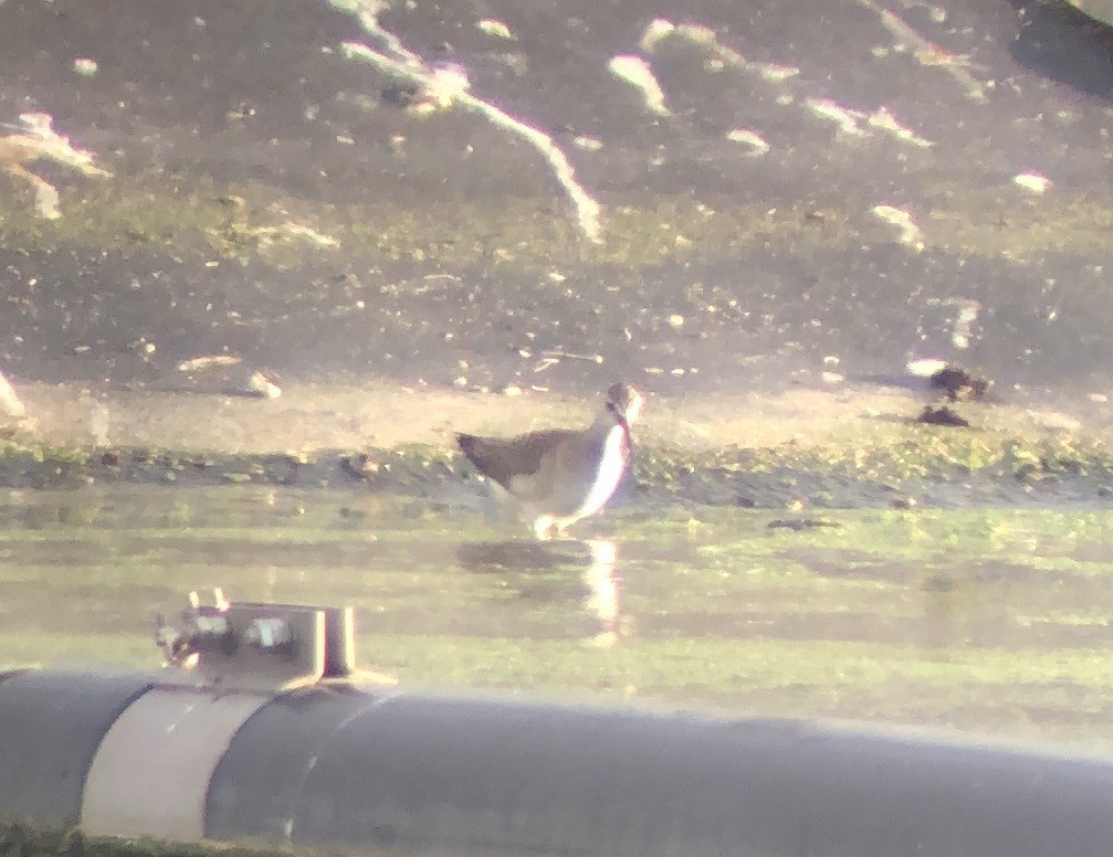 Lesser Yellowlegs - ML623660927