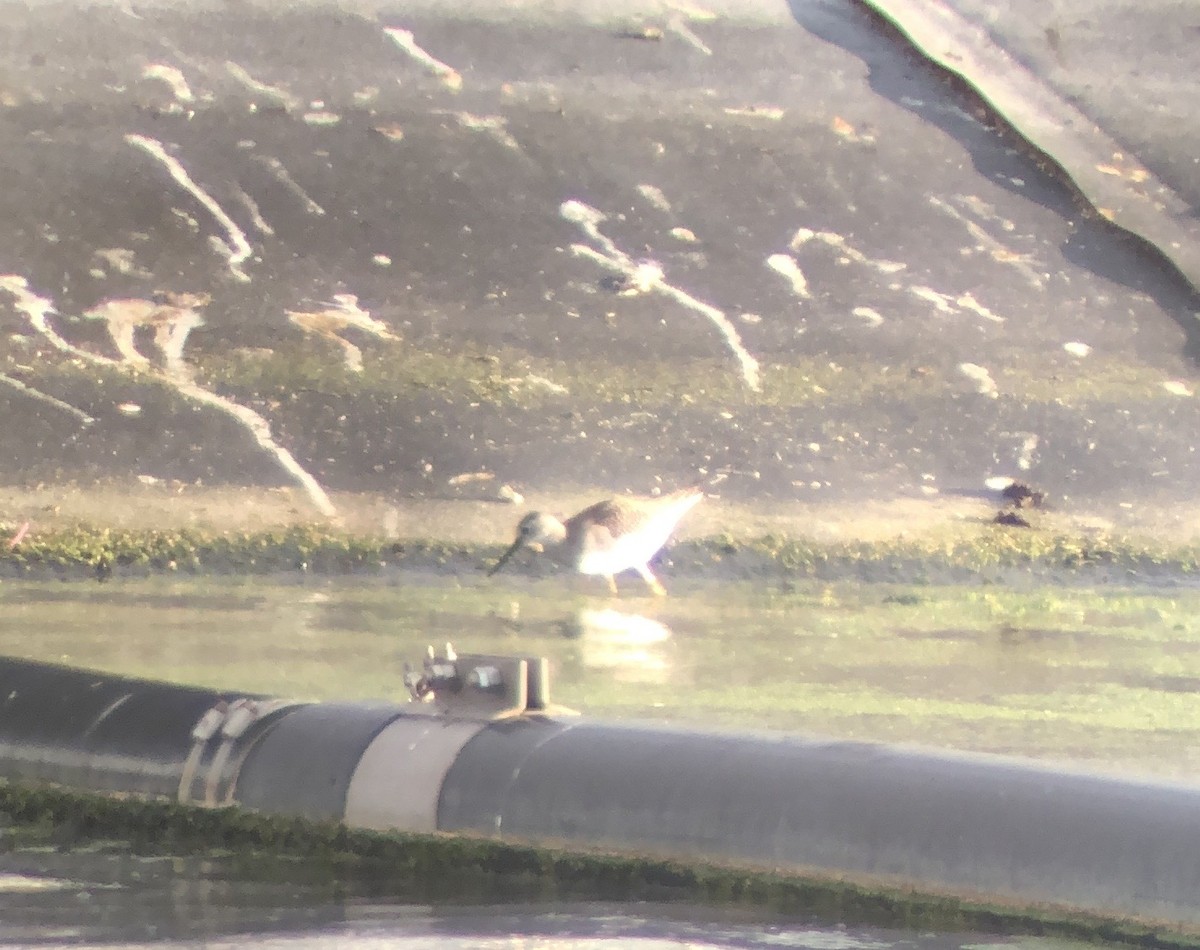 Lesser Yellowlegs - ML623660928