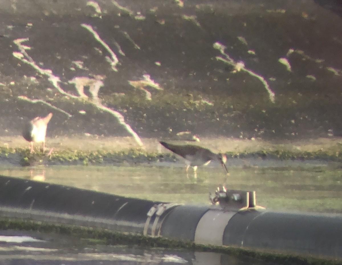 Lesser Yellowlegs - ML623660929