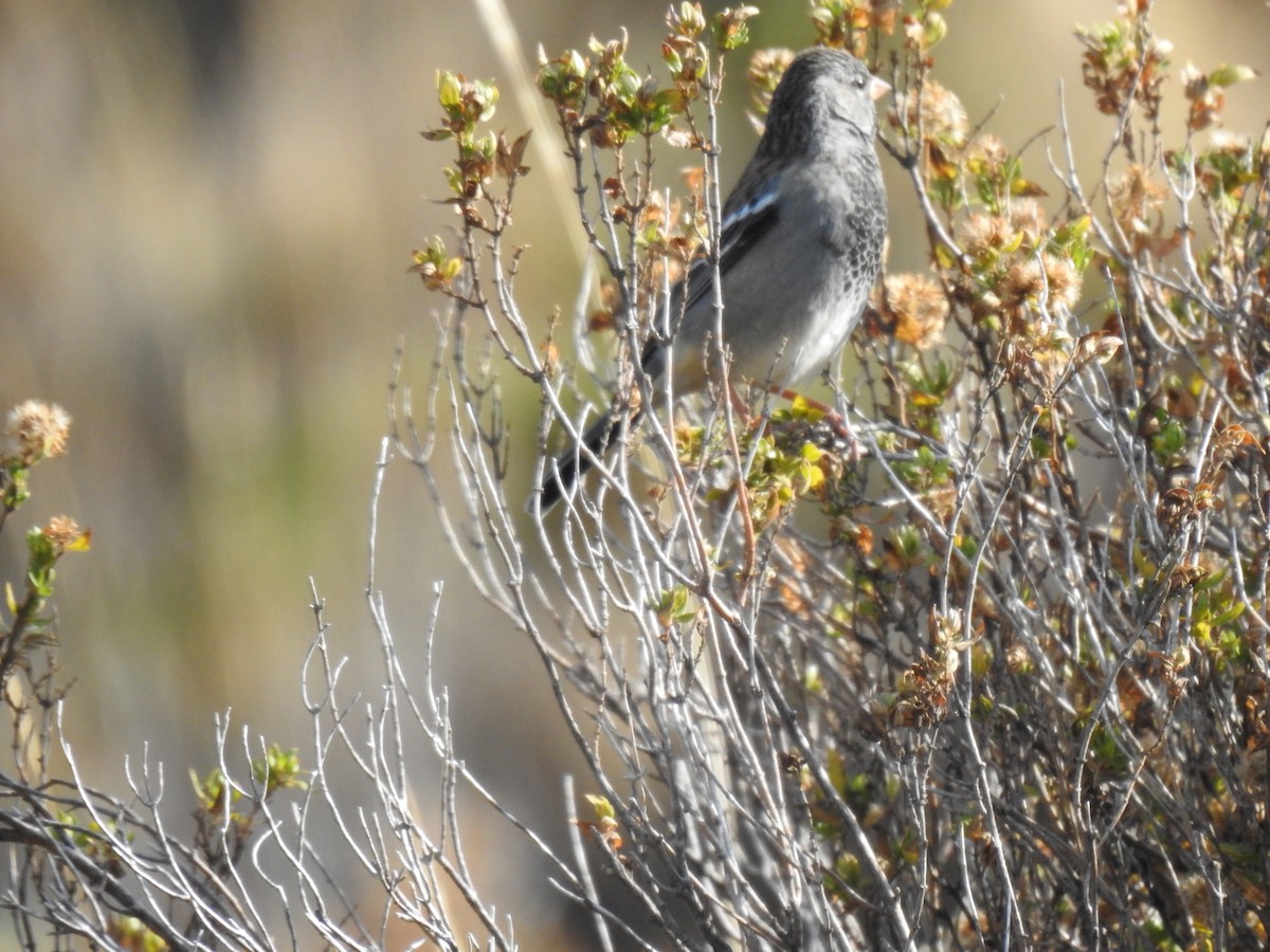 Mourning Sierra Finch - ML623660944