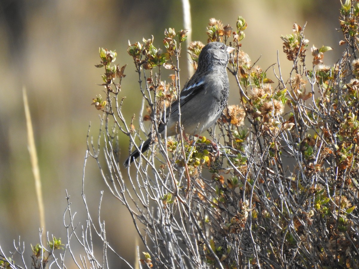 Mourning Sierra Finch - ML623660945