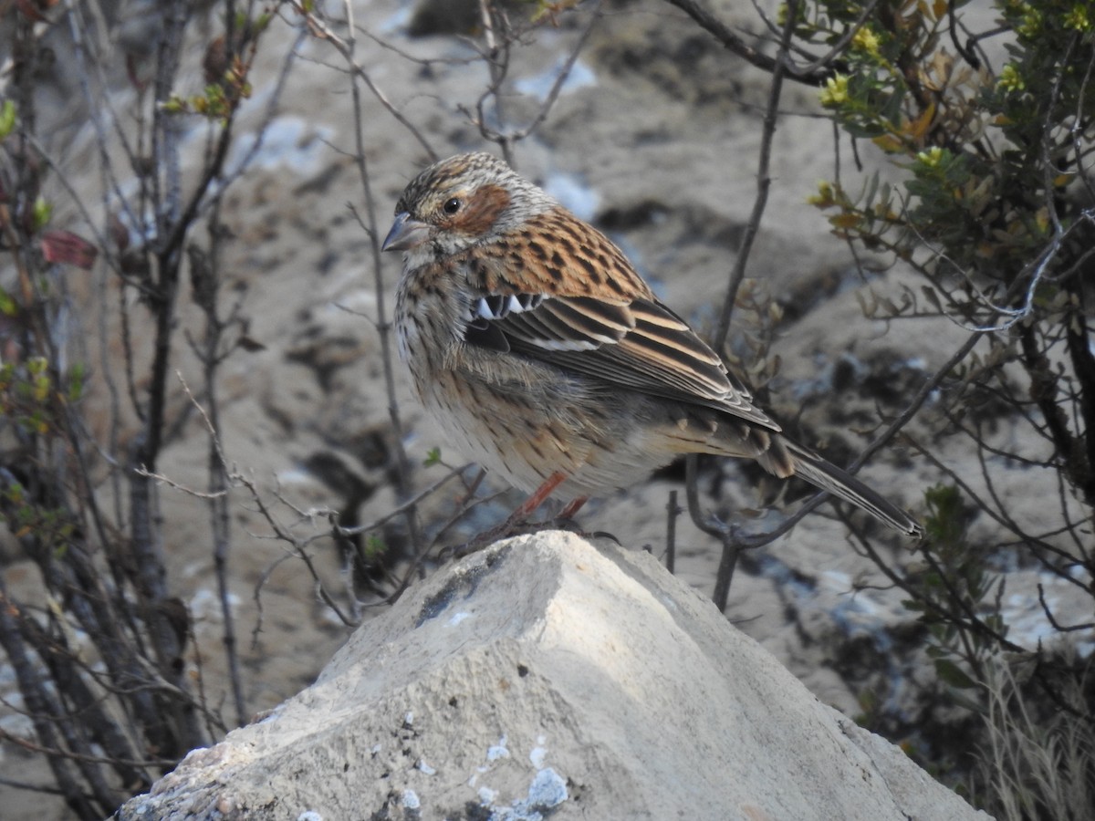 Mourning Sierra Finch - ML623660947