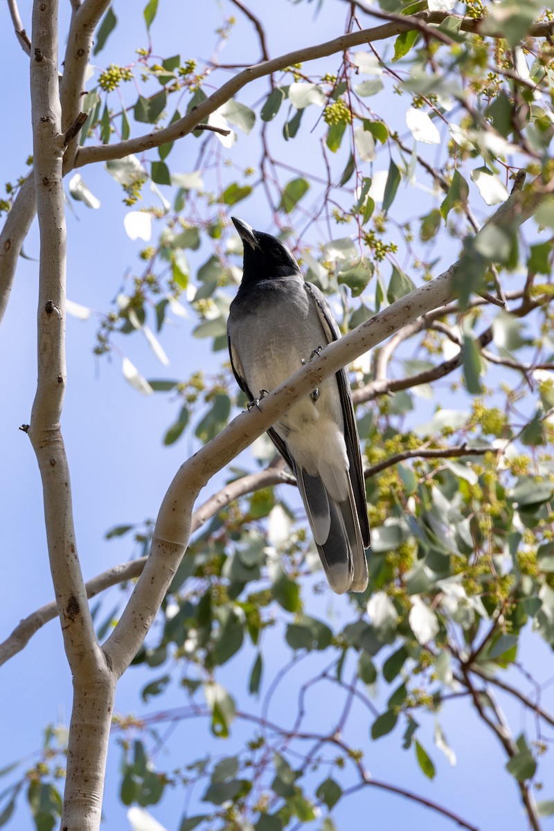 Black-faced Cuckooshrike - Richard and Margaret Alcorn