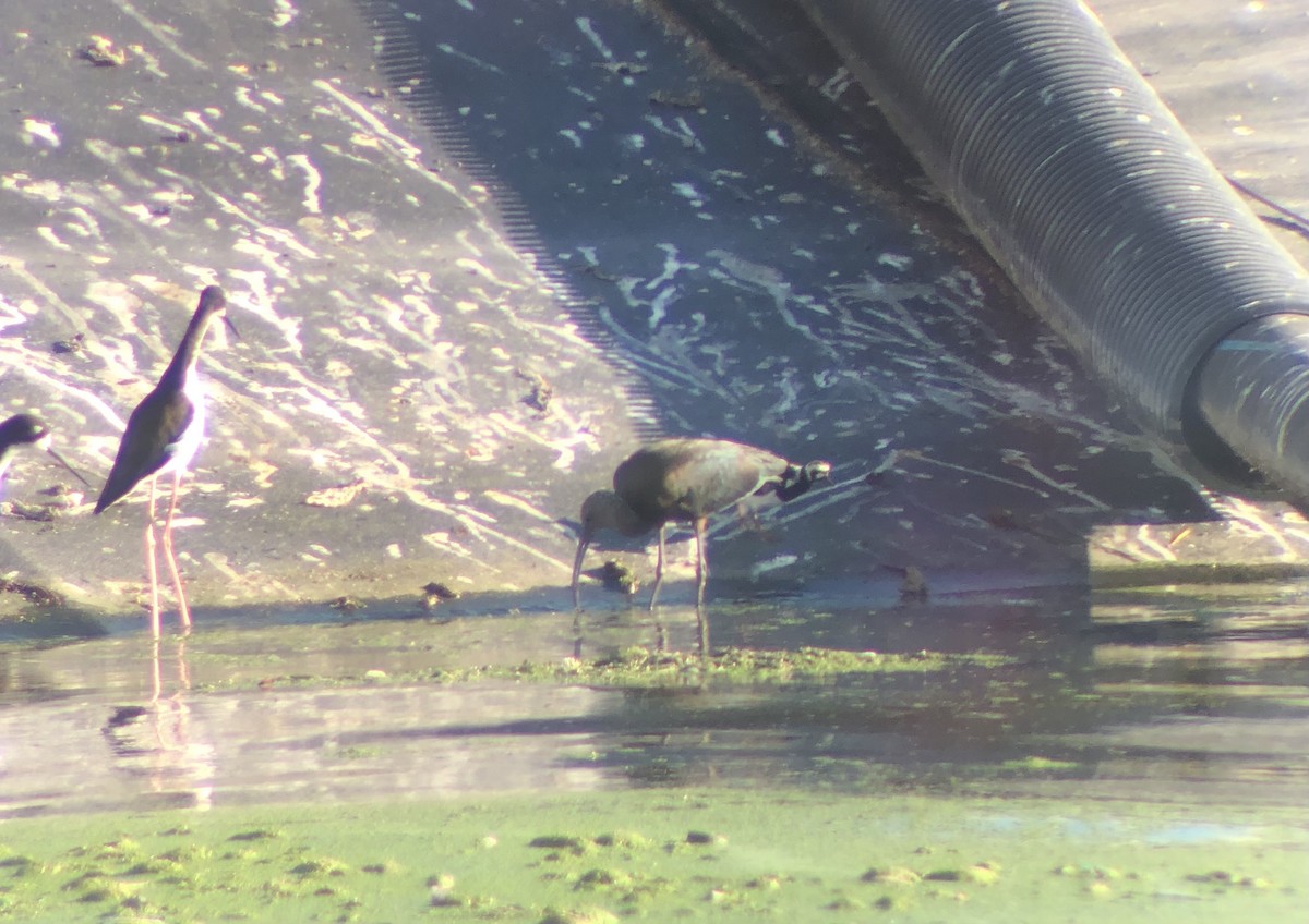 Black-necked Stilt (Hawaiian) - ML623660994