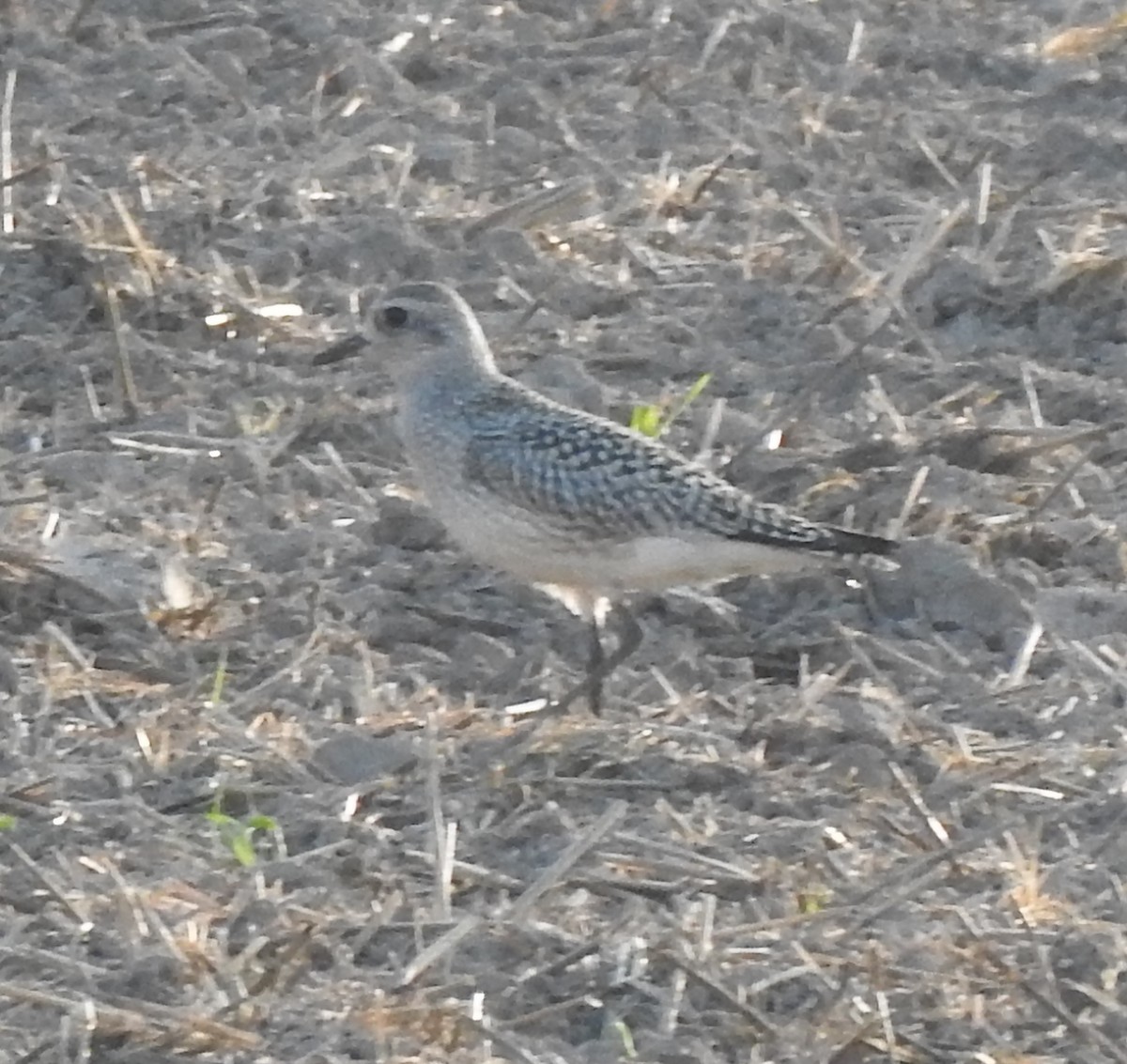 Black-bellied Plover - ML623660999