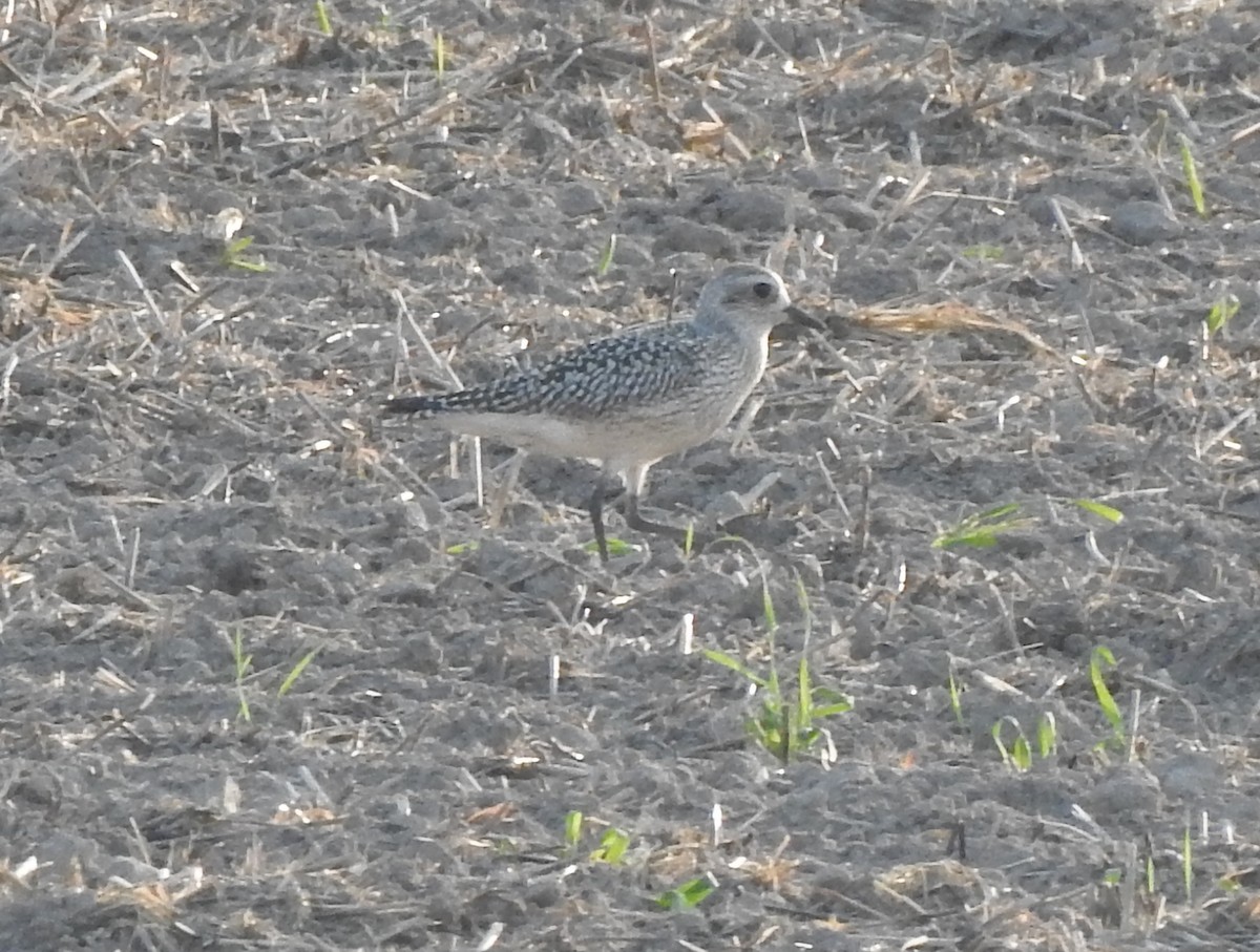 Black-bellied Plover - ML623661000