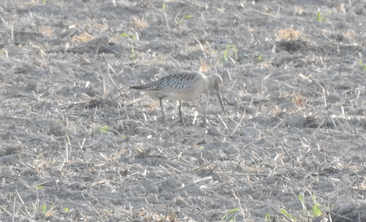 Bar-tailed Godwit - ML623661010