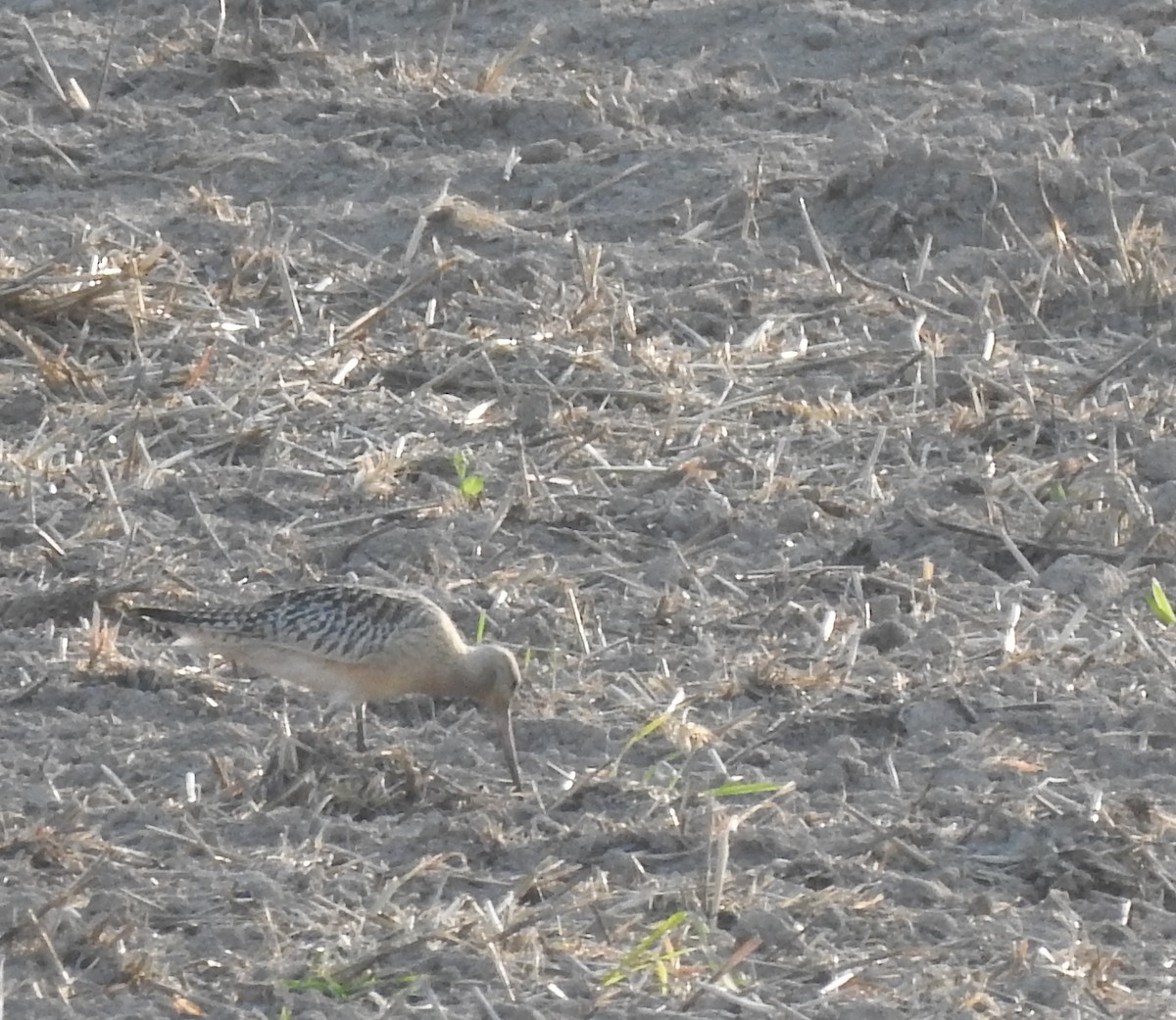 Bar-tailed Godwit - ML623661011