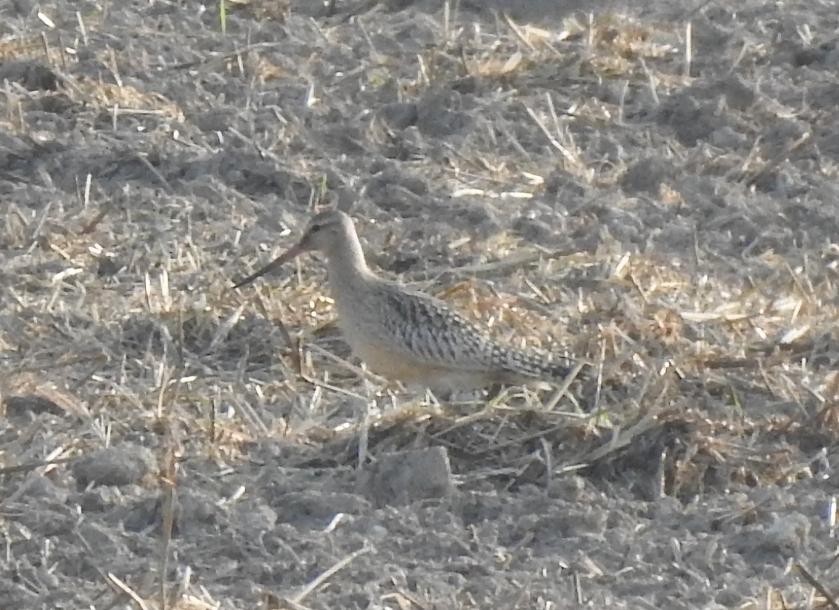 Bar-tailed Godwit - ML623661012