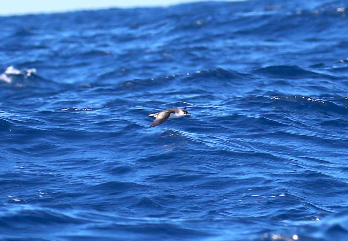 Little Shearwater - ML623661081