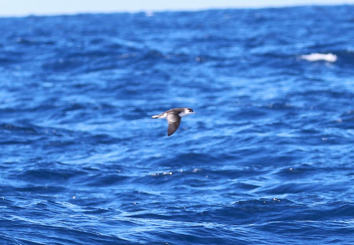 Little Shearwater - ML623661082