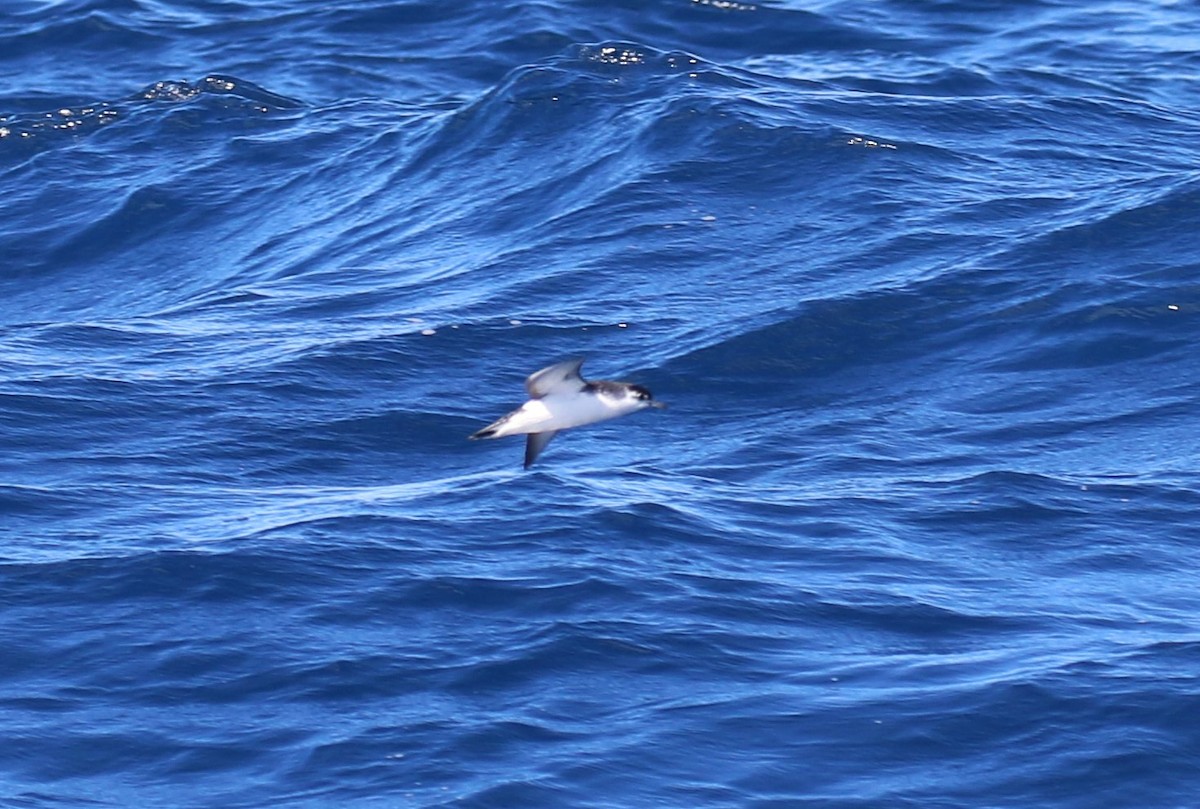 Little Shearwater - ML623661085