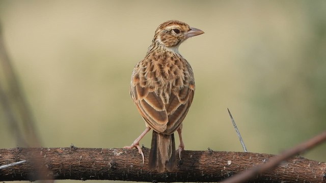 Alouette à ailes rousses - ML623661107