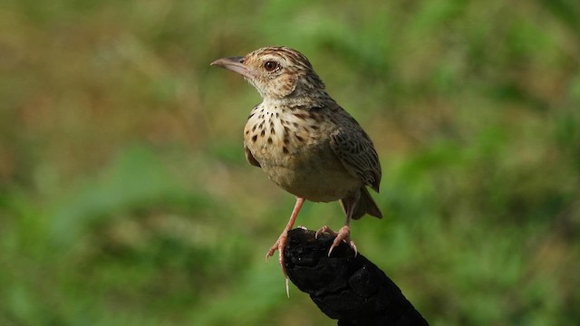 Jerdon's Bushlark - ML623661150