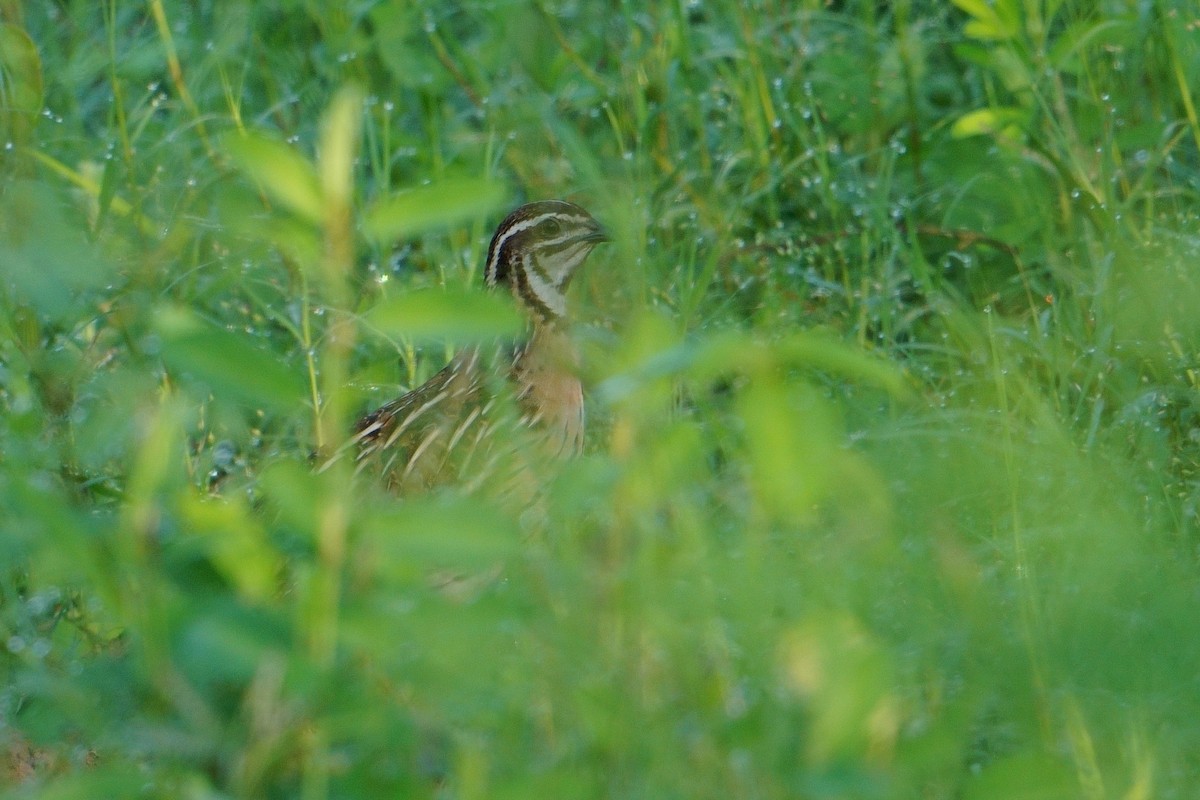 Rain Quail - ML623661185