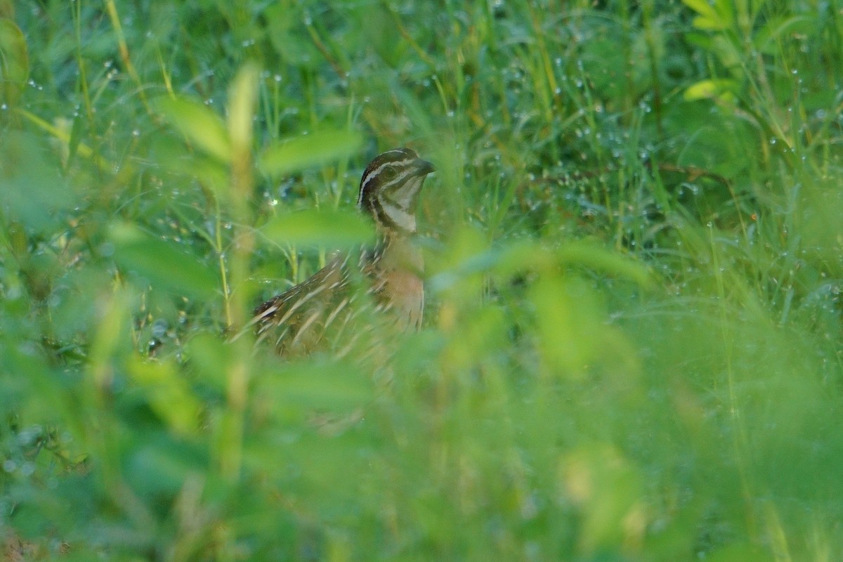 Rain Quail - ML623661187