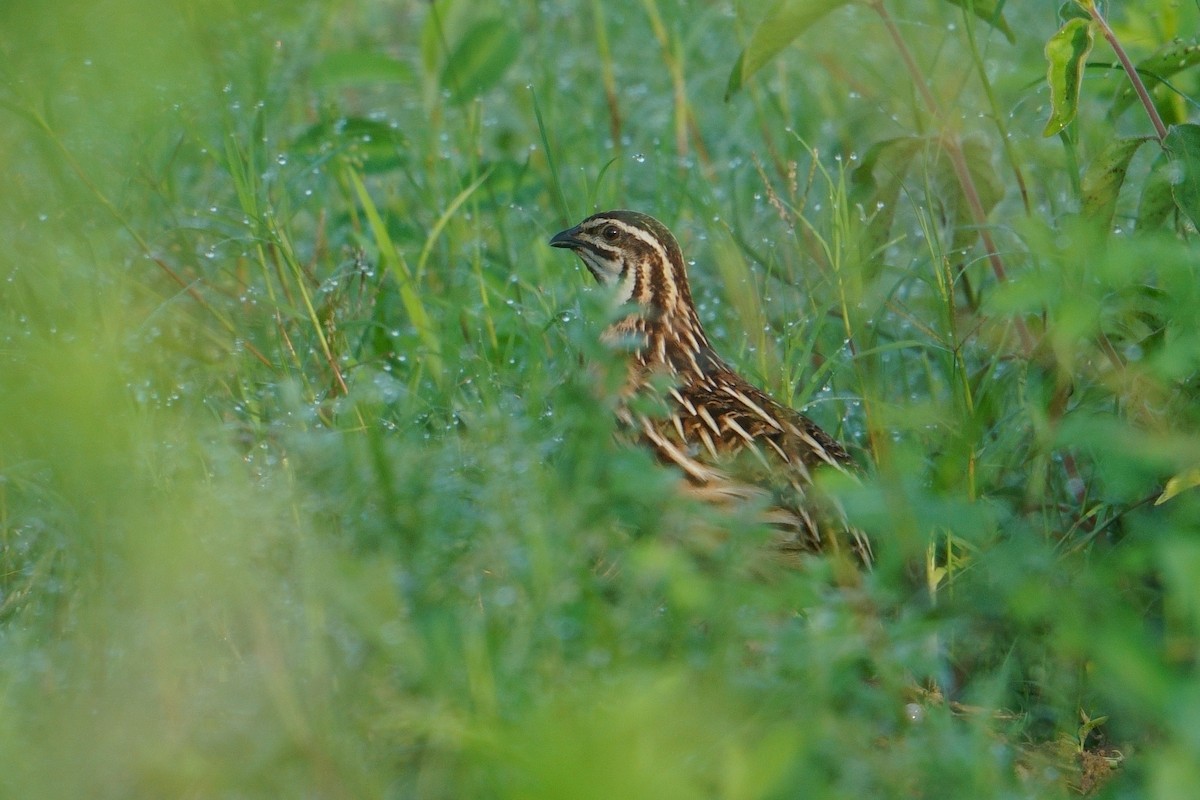 Rain Quail - ML623661188