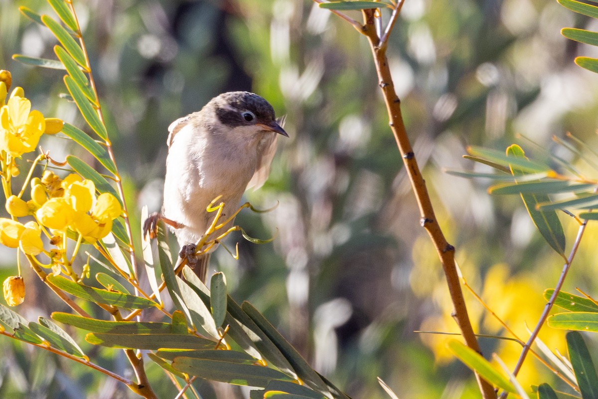 Brown-headed Honeyeater - ML623661193