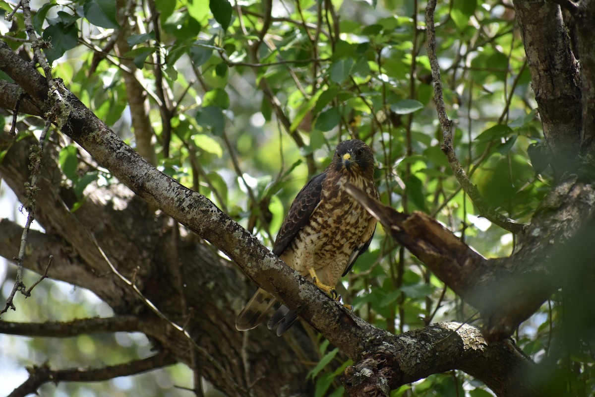 Broad-winged Hawk - ML623661234